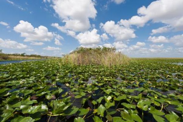 Most Beautiful Swamps In The World - XciteFun.net