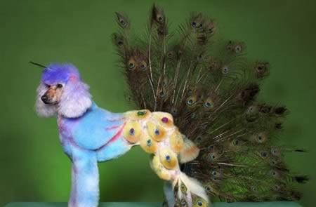 12 Crazy Animal Hairstyles - XciteFun.net