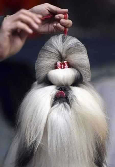 12 Crazy Animal Hairstyles - XciteFun.net