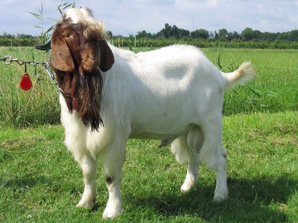 Types Of Goats - Bakray Ki Iqsam - Images n Details - XciteFun.net