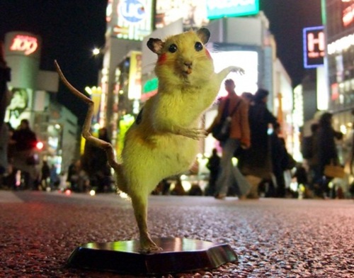 Tokyo Street Rats Show - XciteFun.net