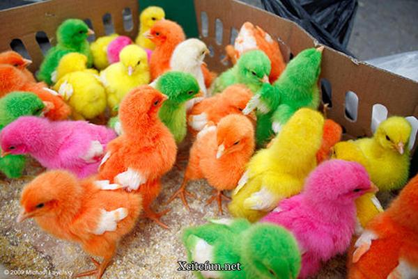 Colorful Chicks Photos - XciteFun.net