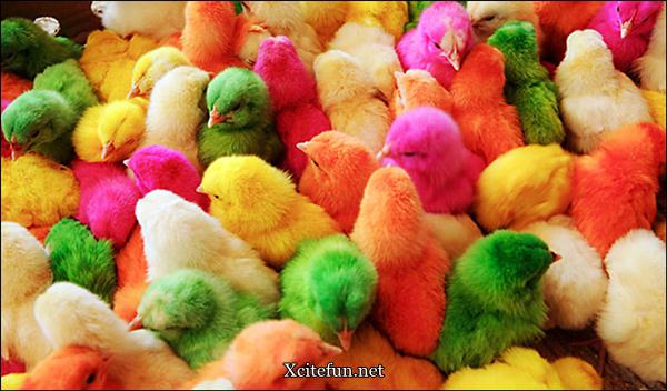 Colorful Chicks Photos - XciteFun.net