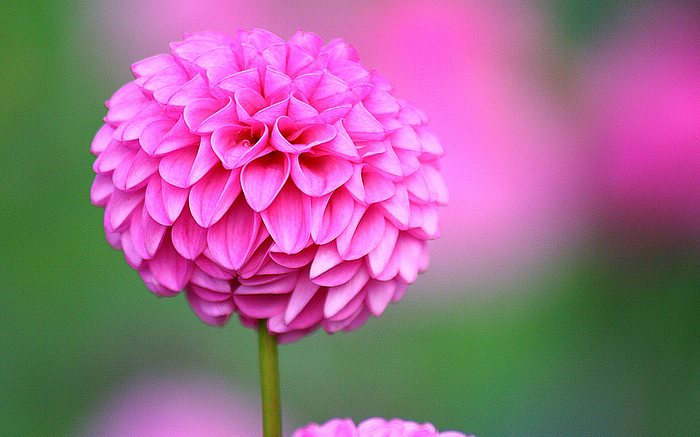 Beautiful Dahlia Flowers