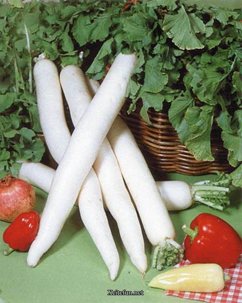 Daikon Radish Healthy Vegetable - Benefits - XciteFun.net