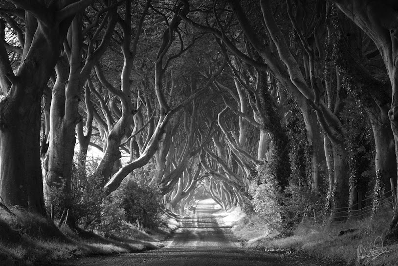 The Dark Hedges in Ireland - XciteFun.net