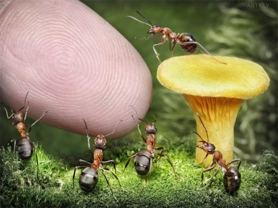 Secret Lives of Ants by Jae Choe