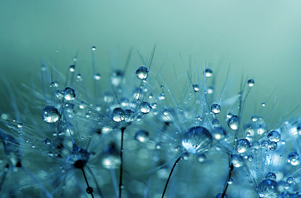 Macro Photos Of Dew-Soaked Dandelions - XciteFun.net