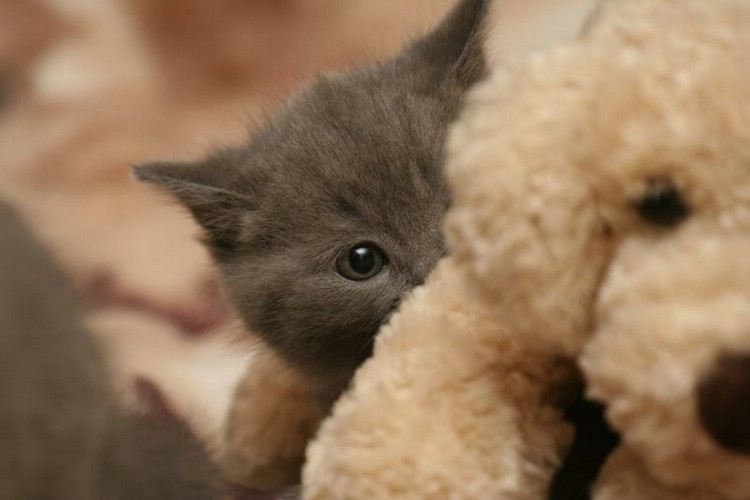 Cute Kitty - XciteFun.net