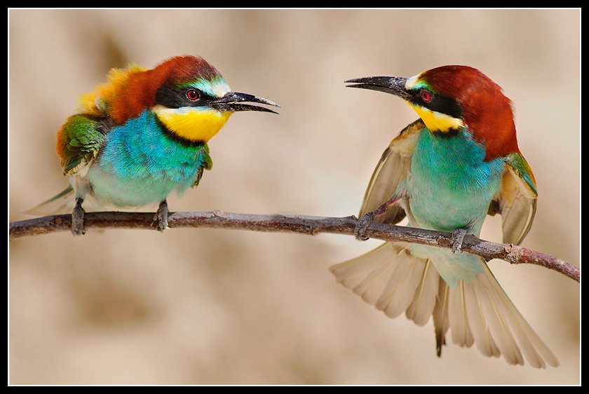 Colorful Birds - XciteFun.net
