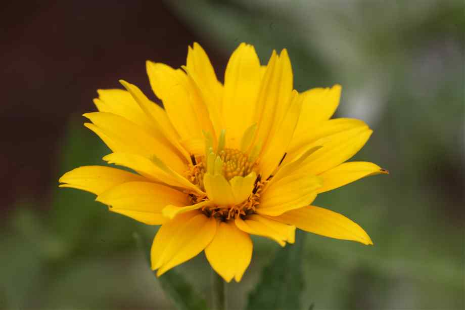 Yellow Flower - XciteFun.net
