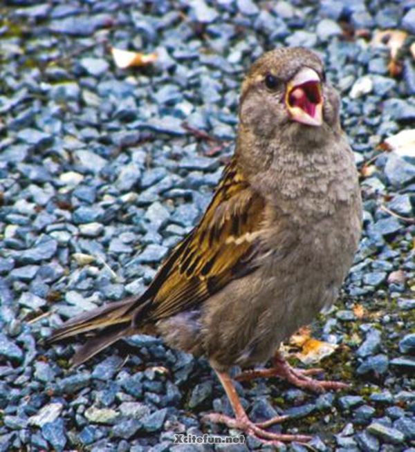 Cute Sparrow Pics In Their Real Life - XciteFun.net