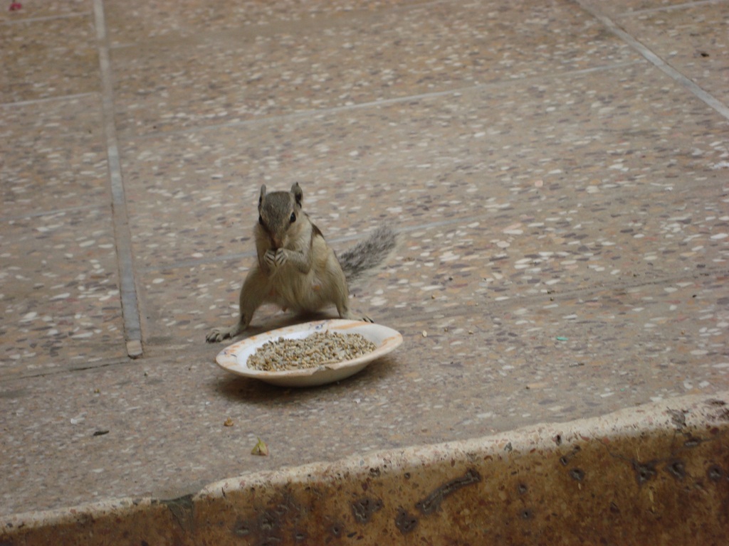 Pahar aur gulheri: Screen4 | Squirrel, Save