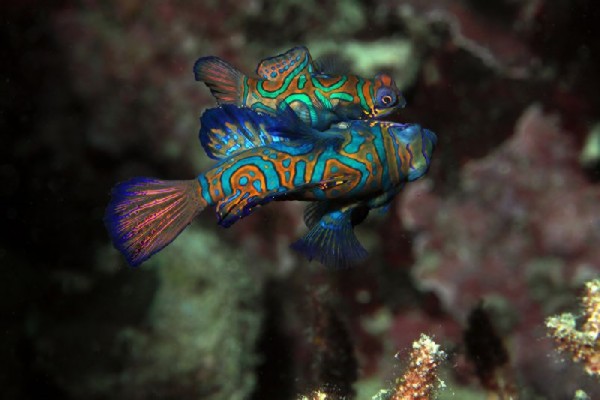 Colorful Mandarin Fish - XciteFun.net