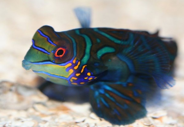 Colorful Mandarin Fish - XciteFun.net