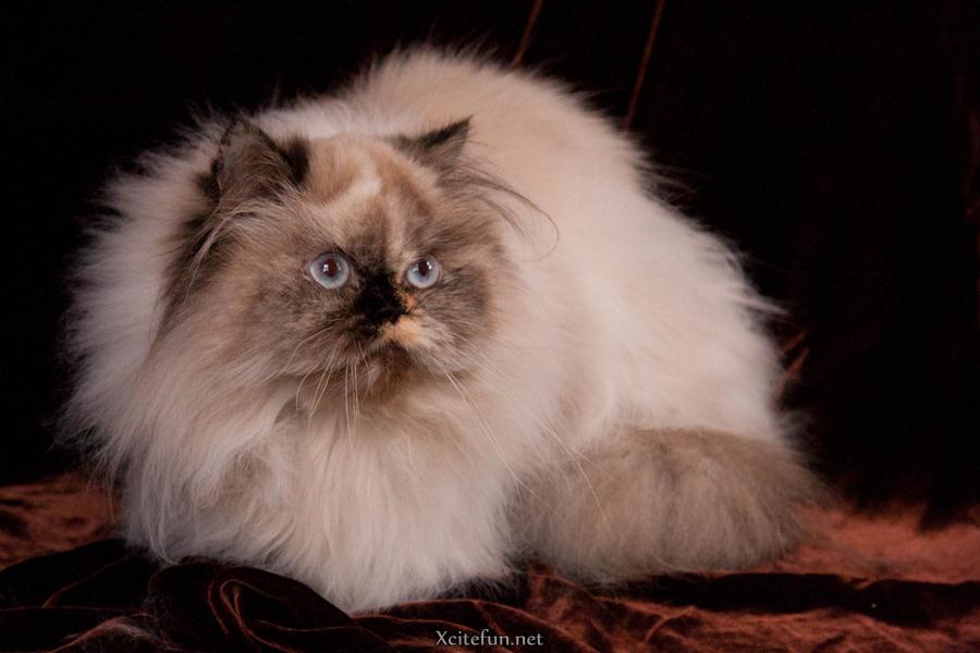 Beautiful Persian Cats - XciteFun.net