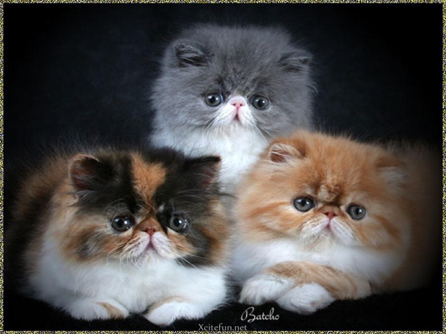 Beautiful Persian Cats - XciteFun.net