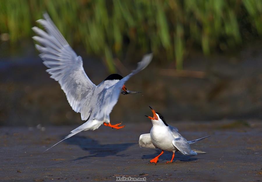 Beauty of Birds In Real Life - XciteFun.net