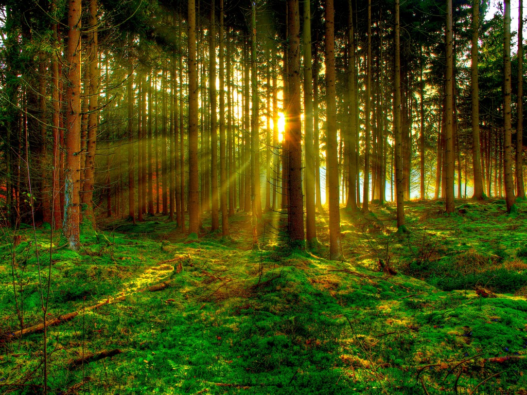 Sun Beam Forest In Russia - XciteFun.net