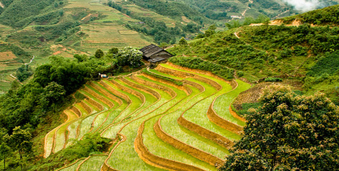 Rice fields In Vietnam - XciteFun.net