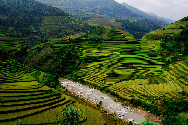 Rice fields In Vietnam - XciteFun.net