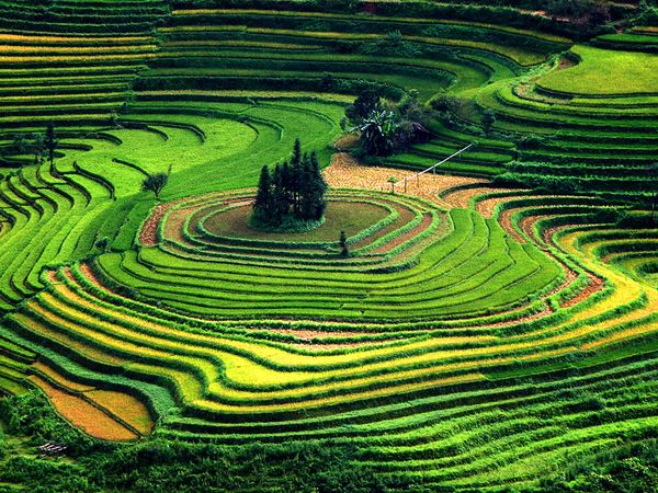 Rice fields In Vietnam - XciteFun.net