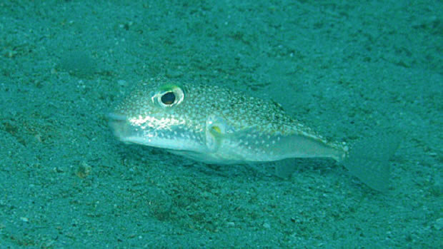 Puffer Fish Crop Circle - Deep Sea Beauty - XciteFun.net