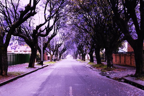 Jacaranda Flowers Street - XciteFun.net