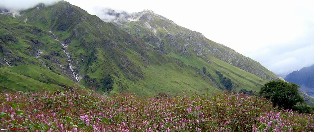 Valley of Flowers National Park India  Images