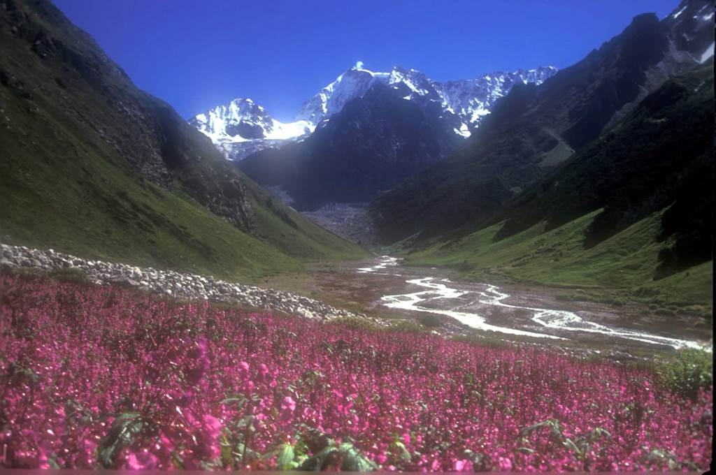 Valley of Flowers National Park India  Images