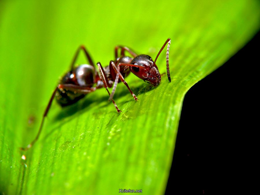 Different Types and Facts of Ants - XciteFun.net