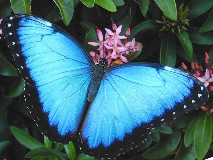 Blue Butterflies In Amazon Rainforest Brazil - XciteFun.net