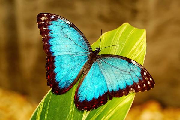 Blue Butterflies In Amazon Rainforest Brazil - XciteFun.net