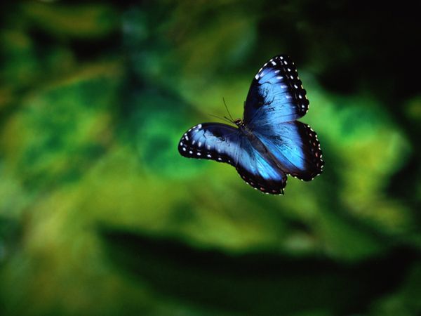 Blue Butterflies In Amazon Rainforest Brazil - XciteFun.net