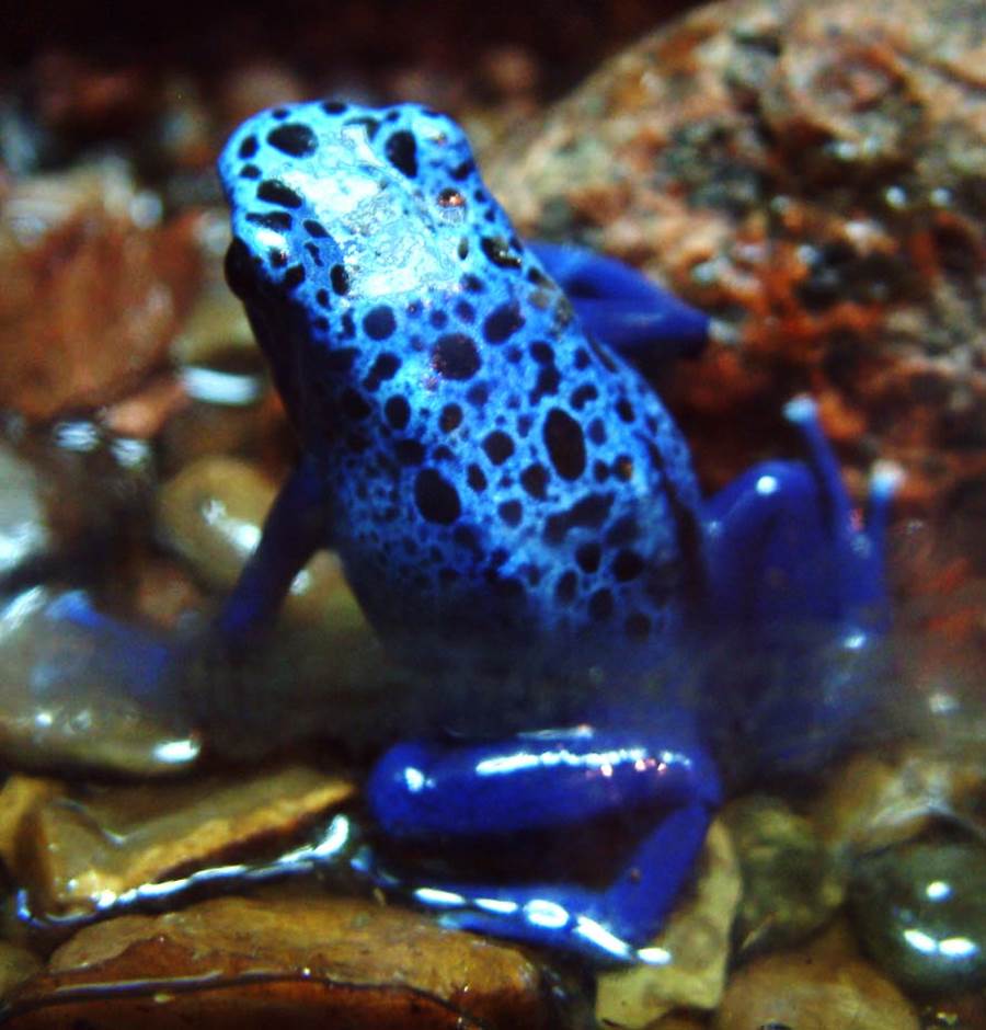 Azureus - The Blue Poison Frog - XciteFun.net