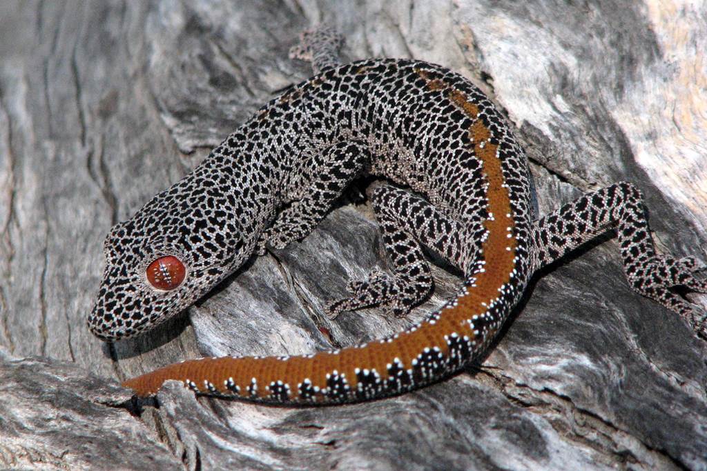 Different Type Of Knob Tailed Gecko Photography - XciteFun.net