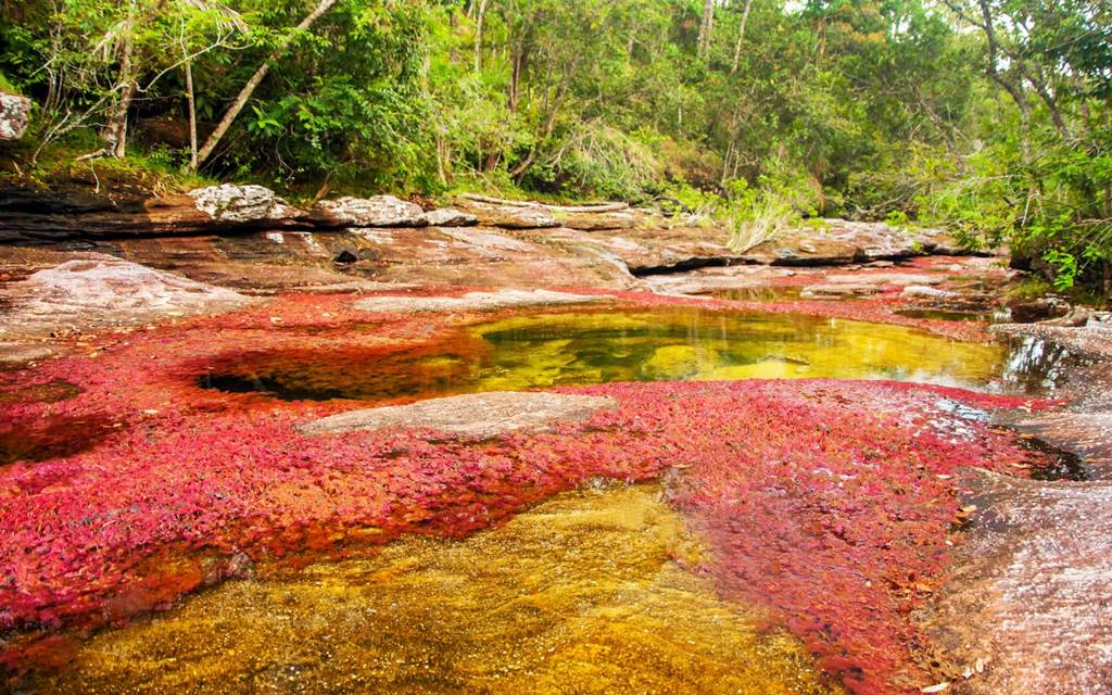 Cano Cristales River Colombia Rainbow River Images XciteFun net