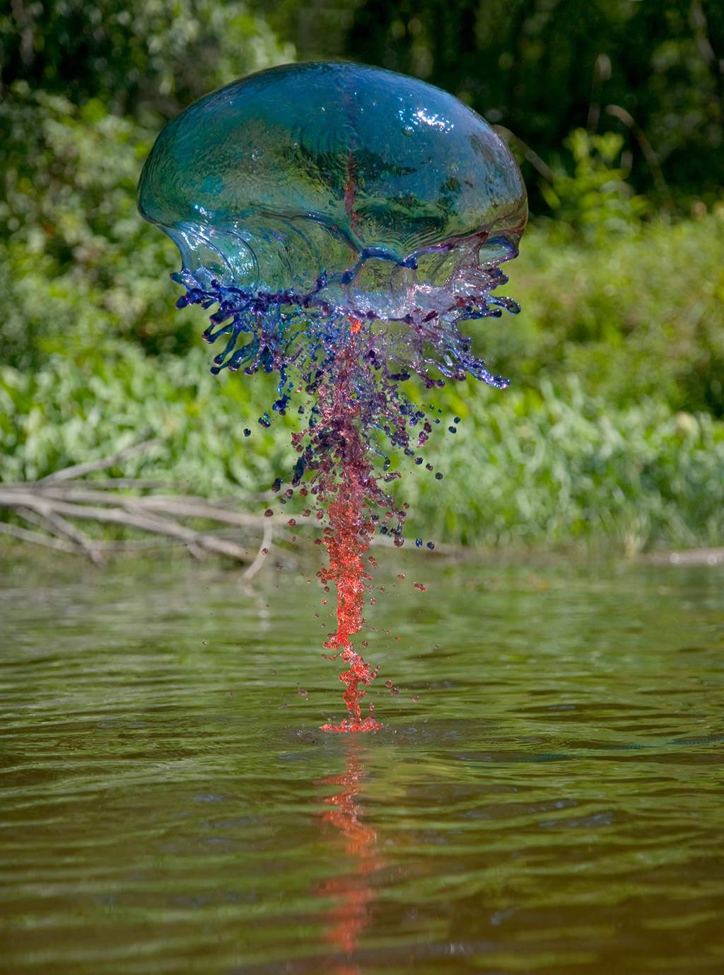 Дождь из медуз