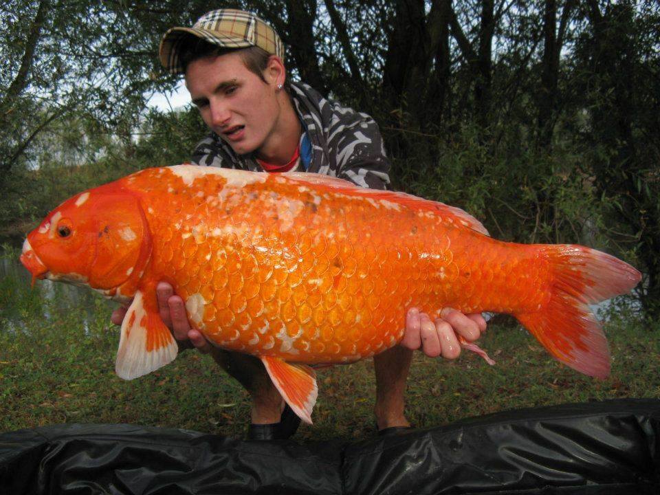 Biggest Koi Fish - XciteFun.net