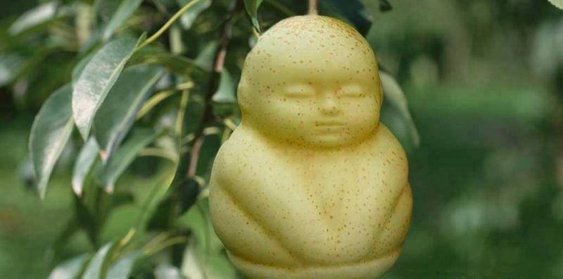 Chinese Buddha Shaped Pears - XciteFun.net