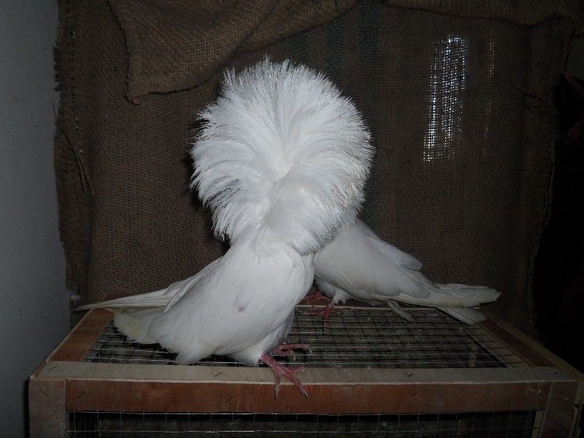 Jacobin Pigeons - World's Most Adorable Birds - XciteFun.net