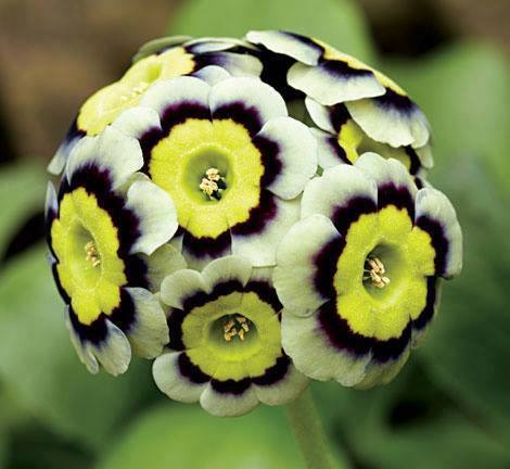 World's Most Strange and Rare Flowers - XciteFun.net