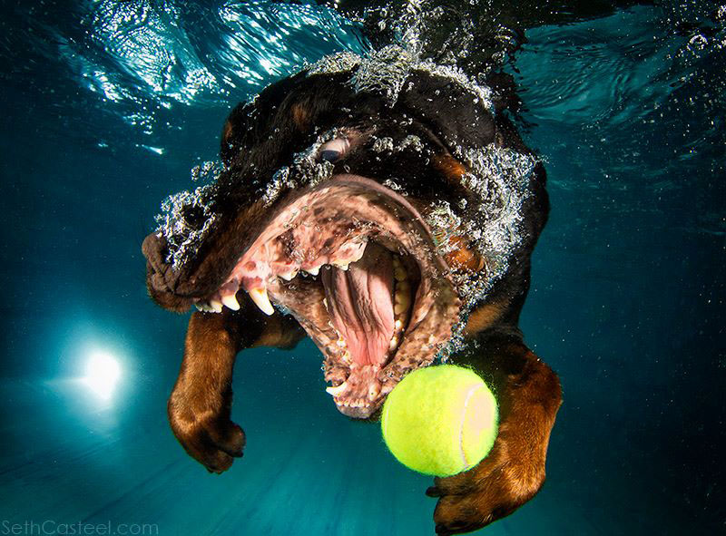 Hilarious Underwater Dogs - Photo Series - XciteFun.net