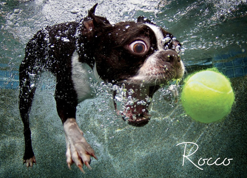 Hilarious Underwater Dogs - Photo Series - XciteFun.net