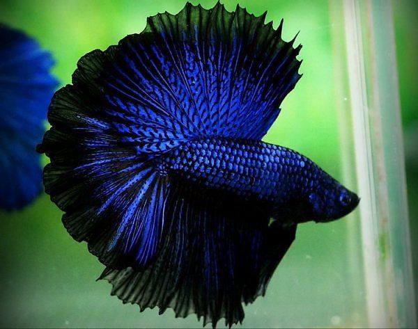 The Colors and Kinds of Betta Fish - XciteFun.net