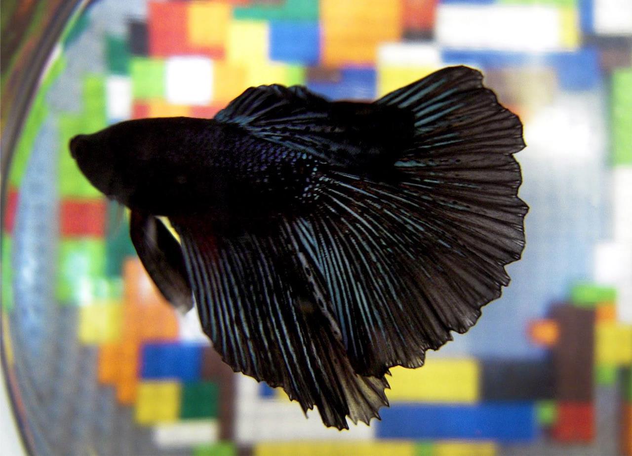 Varieties of Betta Fish