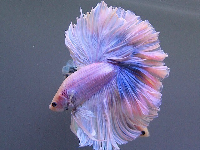 The Colors and Kinds of Betta Fish - XciteFun.net