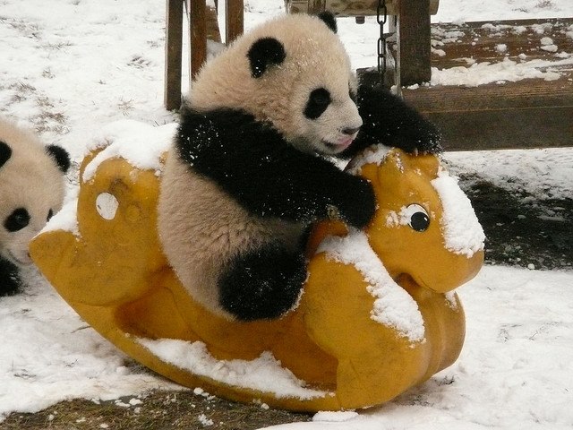 Cute Baby Pandas - Cuddly Creature - XciteFun.net