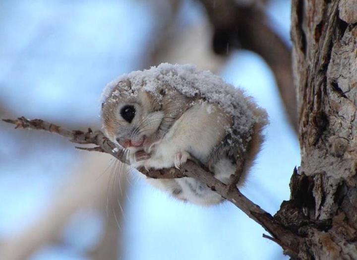 Japanese Dwarf Flying Squirrel - So Cute - XciteFun.net