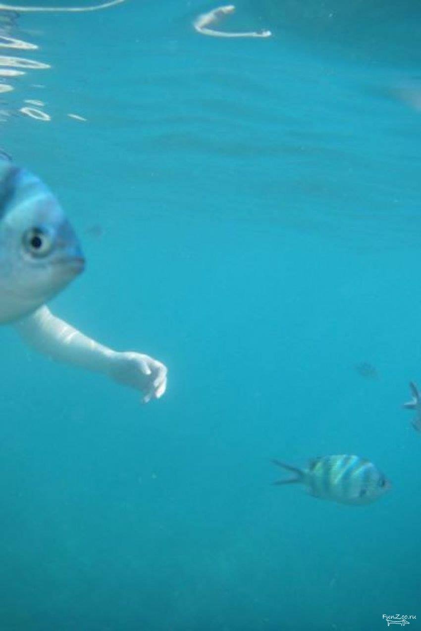 So Funny Fish - Photo Bomb - XciteFun.net